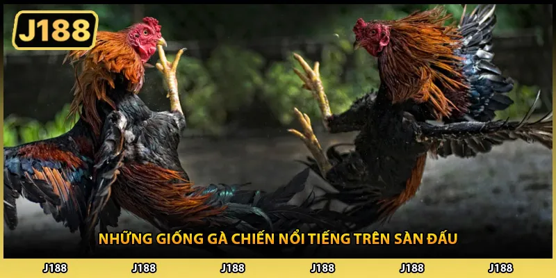Những giống gà chiến nổi tiếng trên sàn đấu
